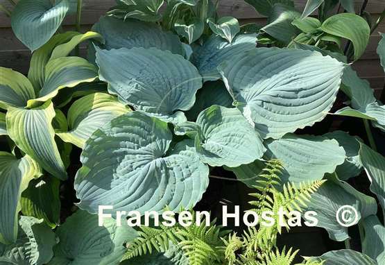 Hosta Beautiful Hope